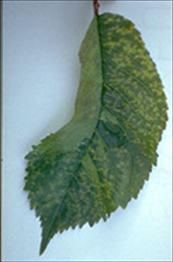 لکه حلقوی بوته تمشک